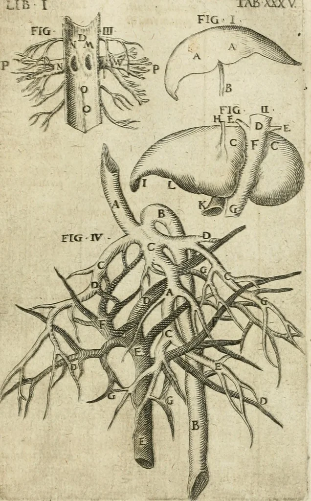An illustration from Anatomiae amphitheatrvm effigie triplici, more et conditione varia, designatvm, 1623, leaf 100