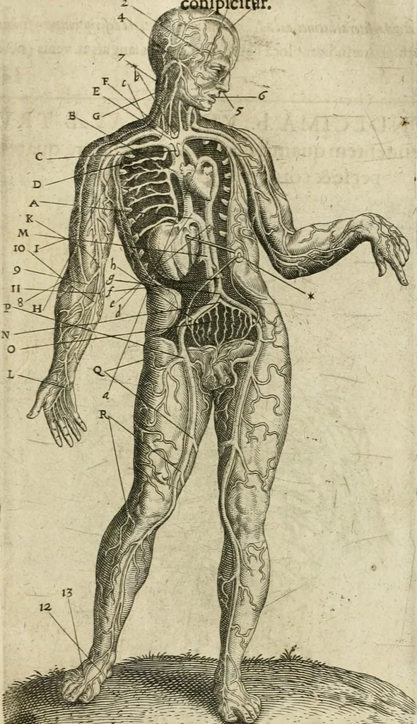 An illustration from Anatomiae amphitheatrvm effigie triplici, more et conditione varia, designatvm, 1623, leaf 102