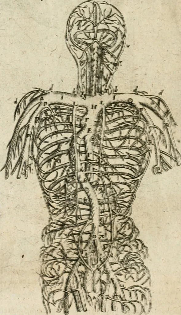 An illustration from Anatomiae amphitheatrvm effigie triplici, more et conditione varia, designatvm, 1623, leaf 103