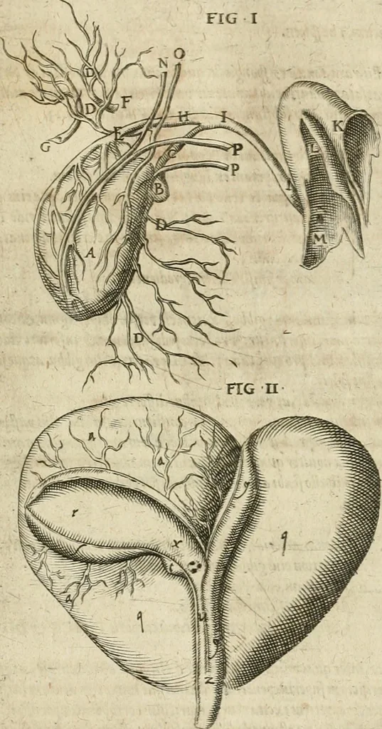 An illustration from Anatomiae amphitheatrvm effigie triplici, more et conditione varia, designatvm, 1623, leaf 106