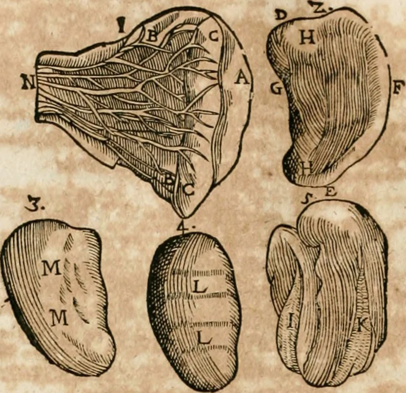 An illustration from Anatomiae amphitheatrvm effigie triplici, more et conditione varia, designatvm, 1623, leaf 109