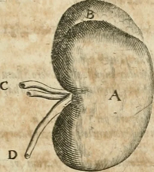 An illustration from Anatomiae amphitheatrvm effigie triplici, more et conditione varia, designatvm, 1623, leaf 112