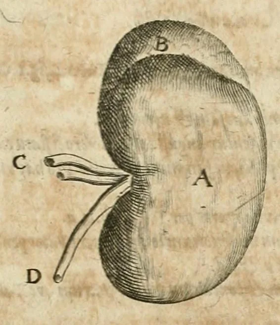 An illustration from Anatomiae amphitheatrvm effigie triplici, more et conditione varia, designatvm, 1623, leaf 113