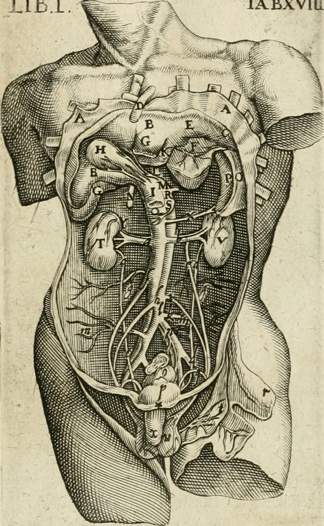 An illustration from Anatomiae amphitheatrvm effigie triplici, more et conditione varia, designatvm, 1623, leaf 120