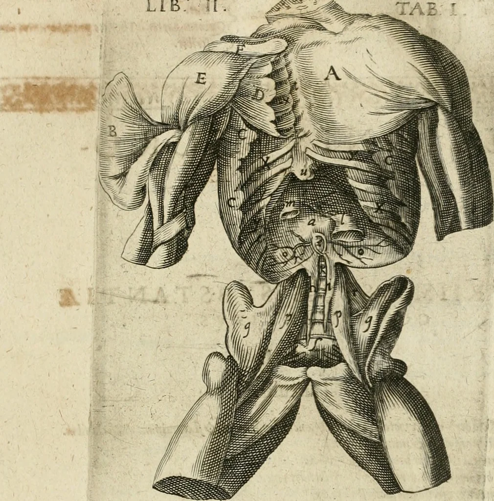 An illustration from Anatomiae amphitheatrvm effigie triplici, more et conditione varia, designatvm, 1623, leaf 124