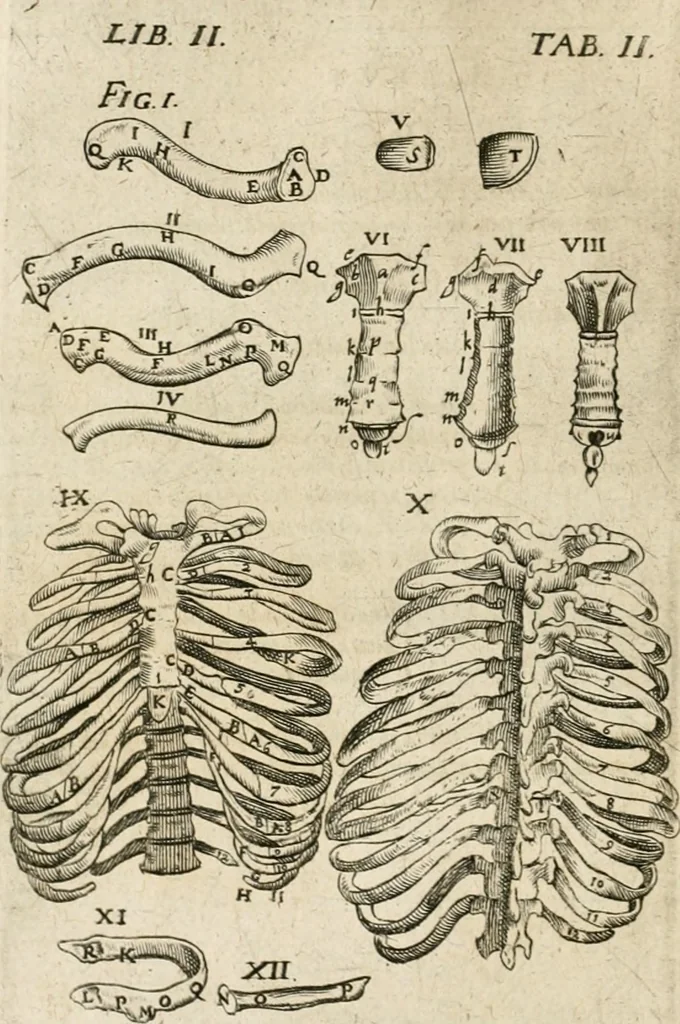 An illustration from Anatomiae amphitheatrvm effigie triplici, more et conditione varia, designatvm, 1623, leaf 127
