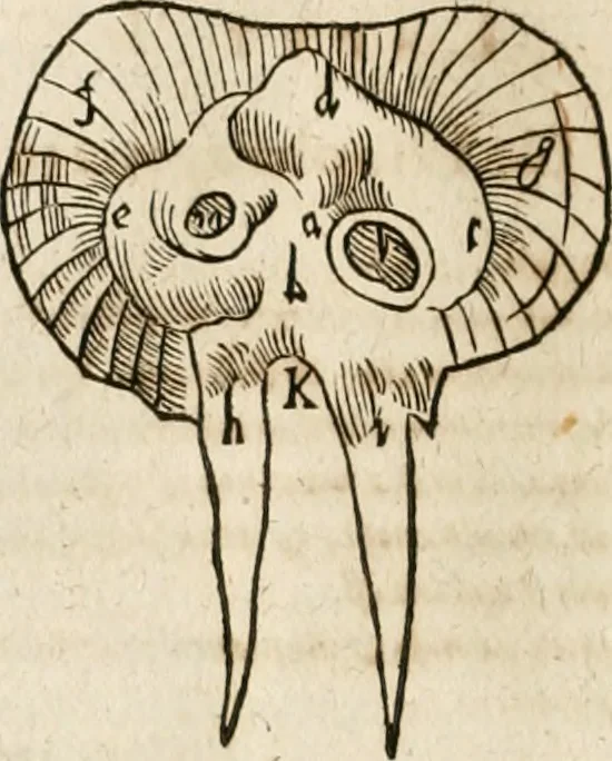 An illustration from Anatomiae amphitheatrvm effigie triplici, more et conditione varia, designatvm, 1623, leaf 131