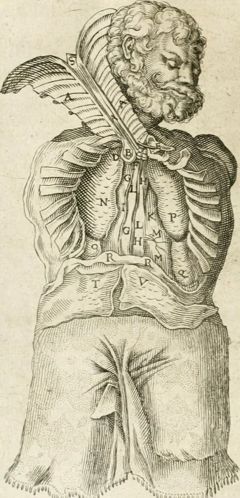 An illustration from Anatomiae amphitheatrvm effigie triplici, more et conditione varia, designatvm, 1623, leaf 133