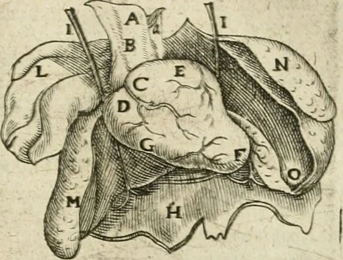 An illustration from Anatomiae amphitheatrvm effigie triplici, more et conditione varia, designatvm, 1623, leaf 138