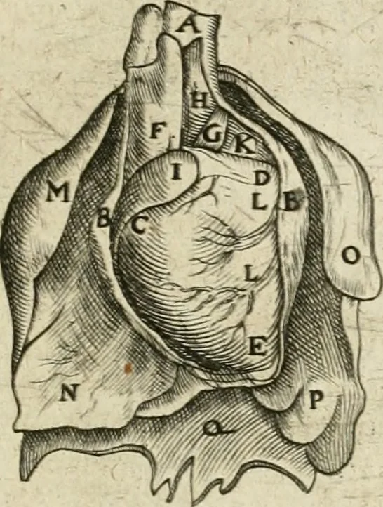 An illustration from Anatomiae amphitheatrvm effigie triplici, more et conditione varia, designatvm, 1623, leaf 138