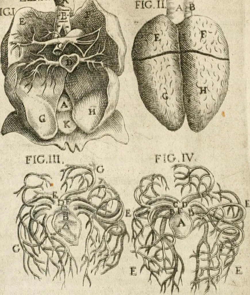 An illustration from Anatomiae amphitheatrvm effigie triplici, more et conditione varia, designatvm, 1623, leaf 143