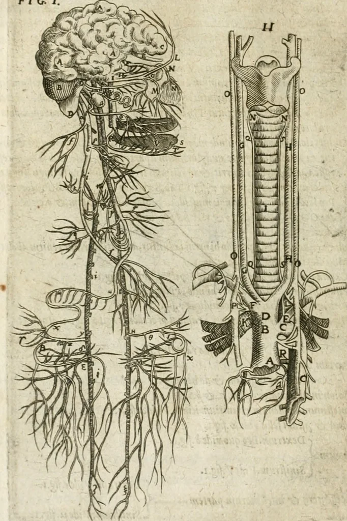 An illustration from Anatomiae amphitheatrvm effigie triplici, more et conditione varia, designatvm, 1623, leaf 145