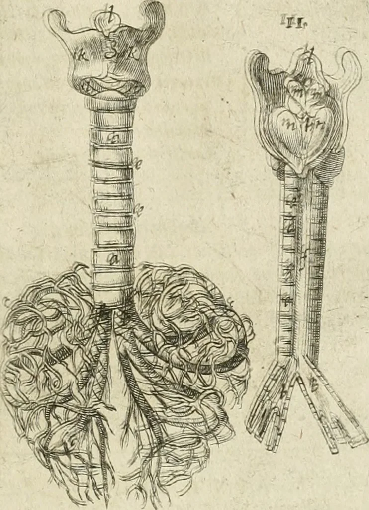 An illustration from Anatomiae amphitheatrvm effigie triplici, more et conditione varia, designatvm, 1623, leaf 148