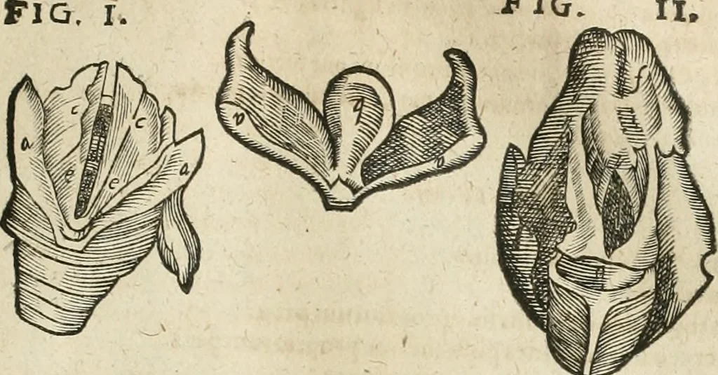 An illustration from Anatomiae amphitheatrvm effigie triplici, more et conditione varia, designatvm, 1623, leaf 150