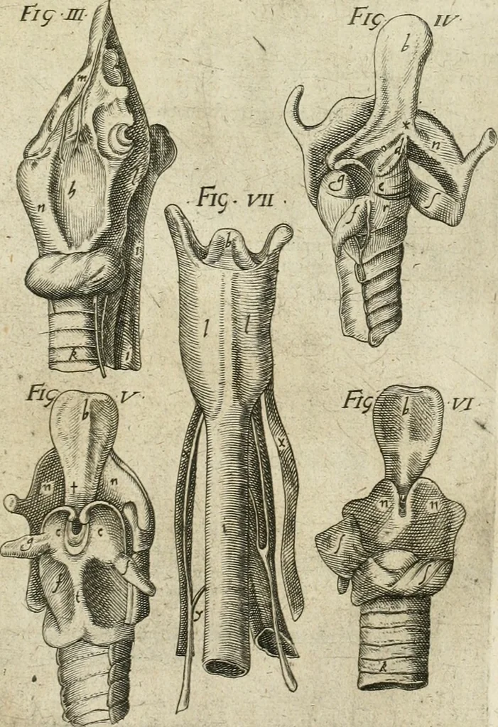 An illustration from Anatomiae amphitheatrvm effigie triplici, more et conditione varia, designatvm, 1623, leaf 150