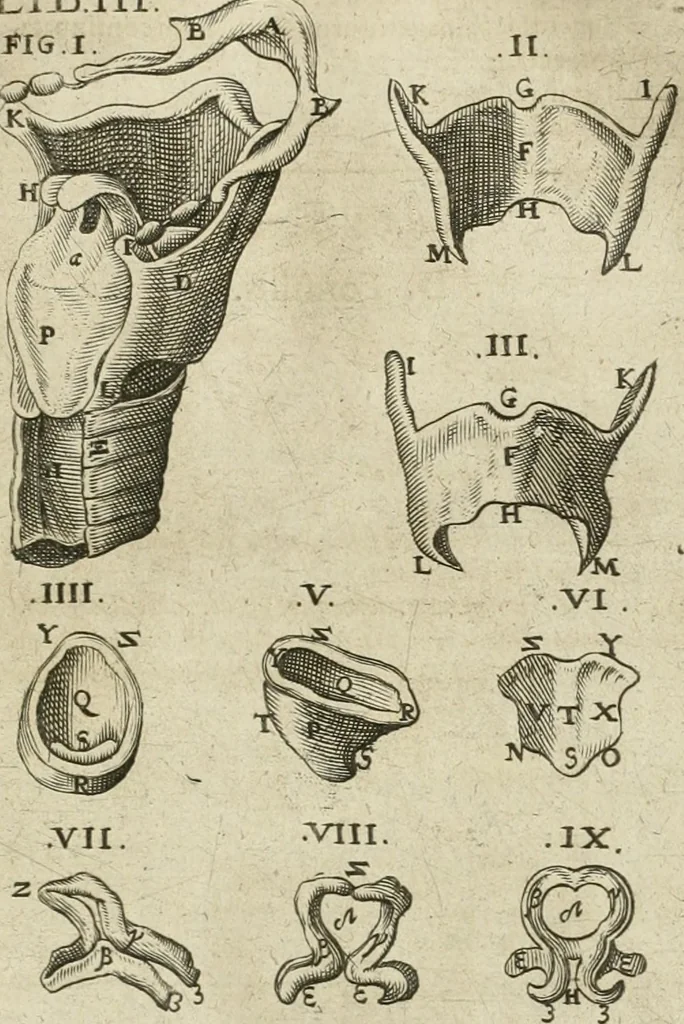 An illustration from Anatomiae amphitheatrvm effigie triplici, more et conditione varia, designatvm, 1623, leaf 152