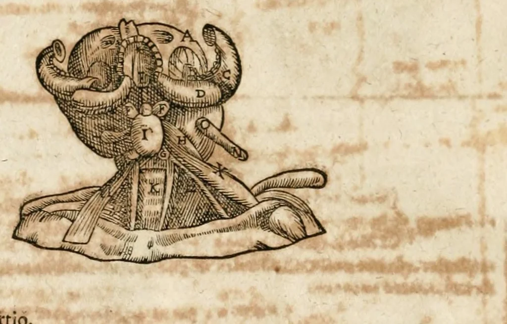 An illustration from Anatomiae amphitheatrvm effigie triplici, more et conditione varia, designatvm, 1623, leaf 158