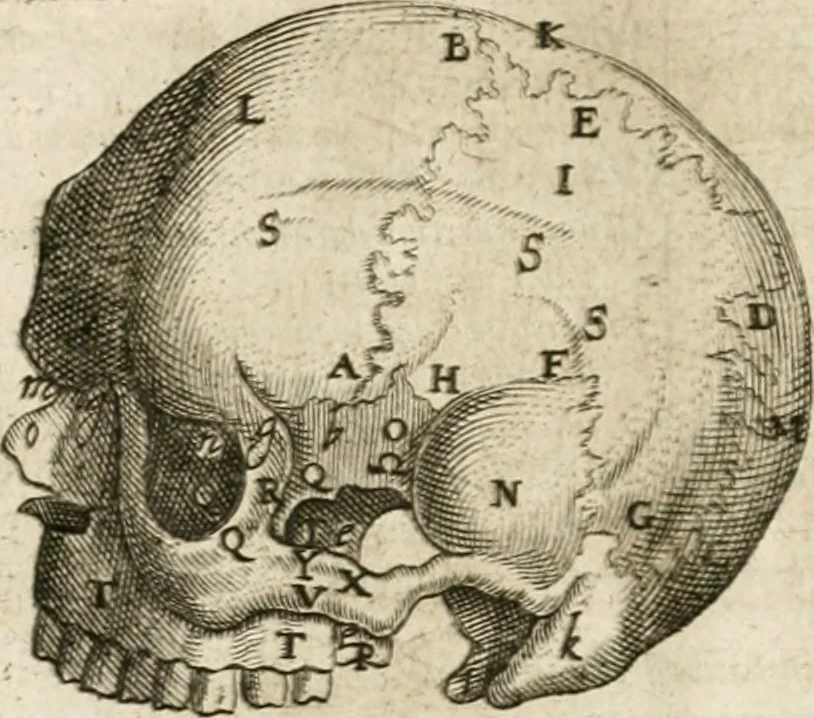 An illustration from Anatomiae amphitheatrvm effigie triplici, more et conditione varia, designatvm, 1623, leaf 161