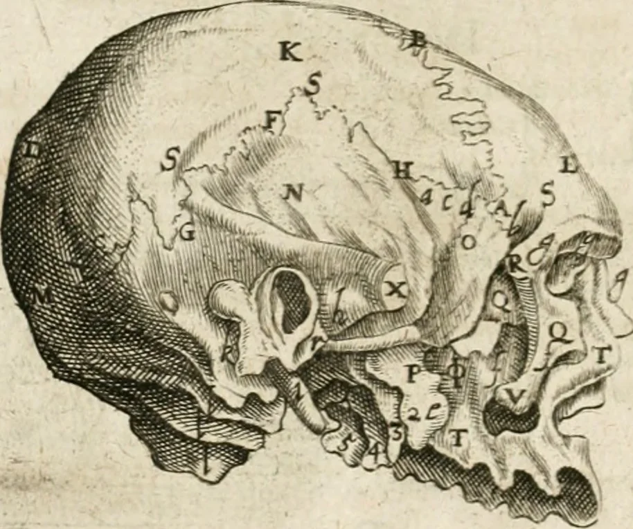 An illustration from Anatomiae amphitheatrvm effigie triplici, more et conditione varia, designatvm, 1623, leaf 161