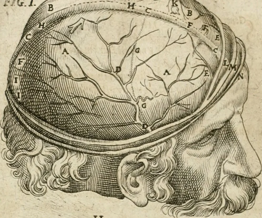 An illustration from Anatomiae amphitheatrvm effigie triplici, more et conditione varia, designatvm, 1623, leaf 163