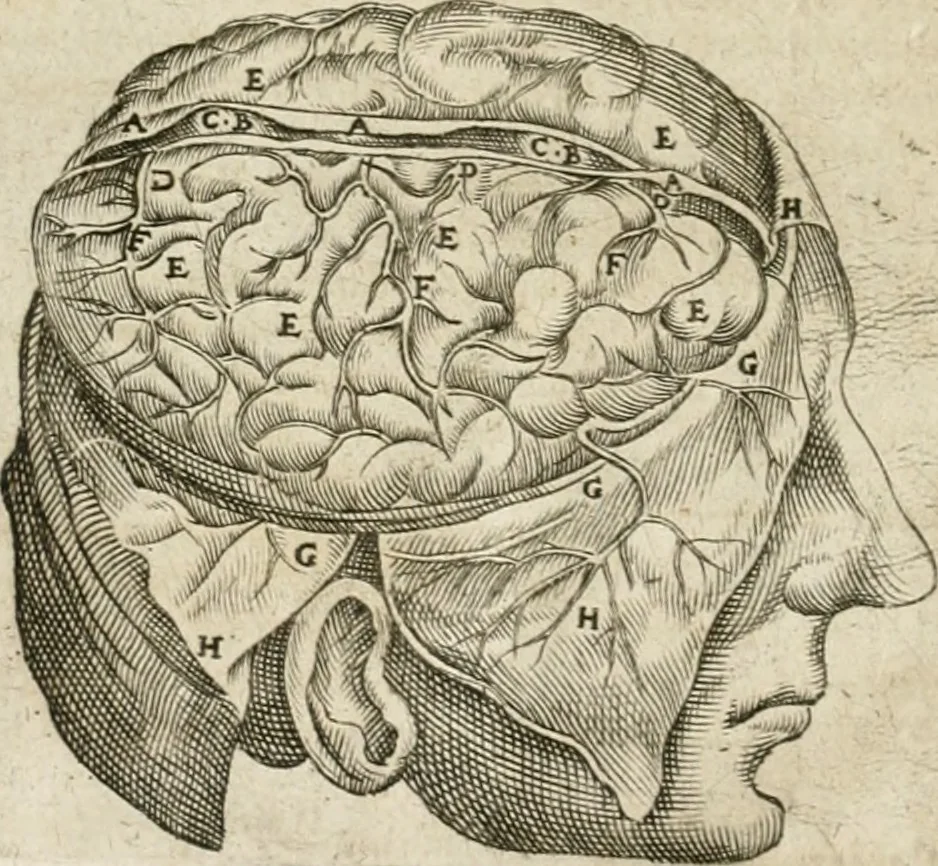 An illustration from Anatomiae amphitheatrvm effigie triplici, more et conditione varia, designatvm, 1623, leaf 163