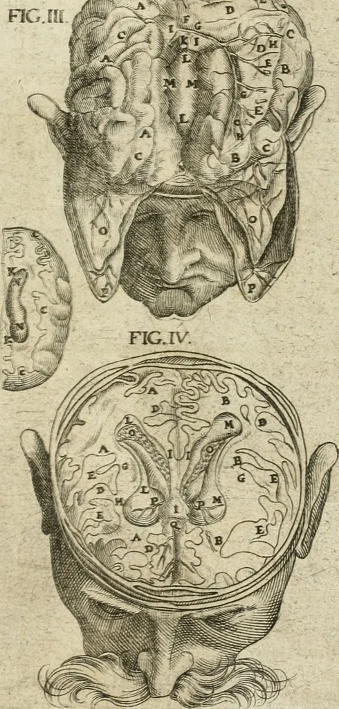 An illustration from Anatomiae amphitheatrvm effigie triplici, more et conditione varia, designatvm, 1623, leaf 166