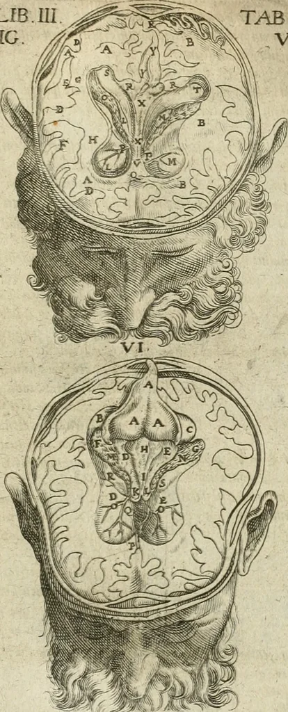 An illustration from Anatomiae amphitheatrvm effigie triplici, more et conditione varia, designatvm, 1623, leaf 170