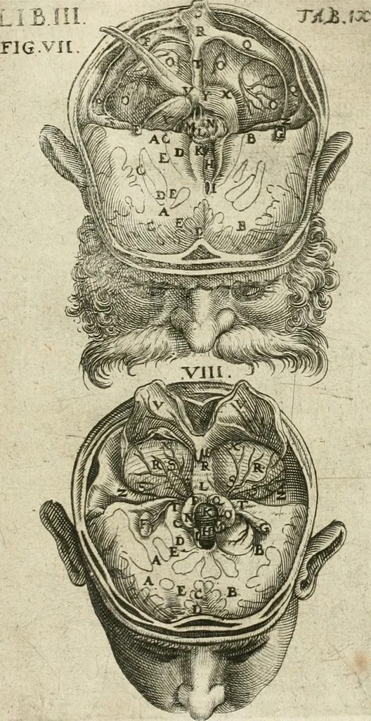 An illustration from Anatomiae amphitheatrvm effigie triplici, more et conditione varia, designatvm, 1623, leaf 172