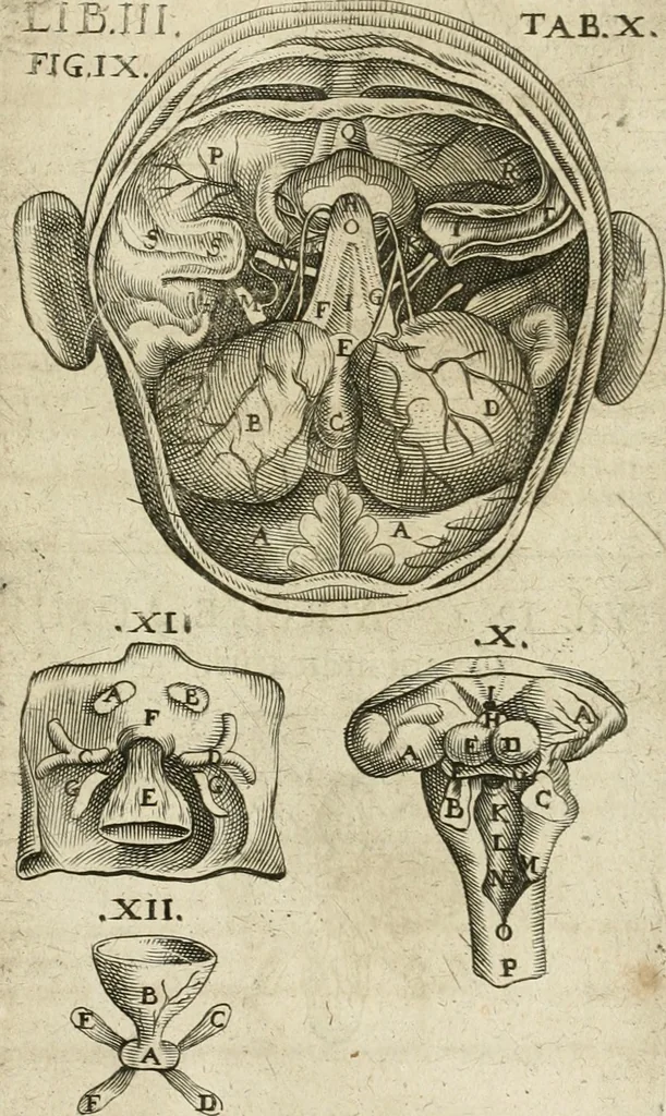 An illustration from Anatomiae amphitheatrvm effigie triplici, more et conditione varia, designatvm, 1623, leaf 174
