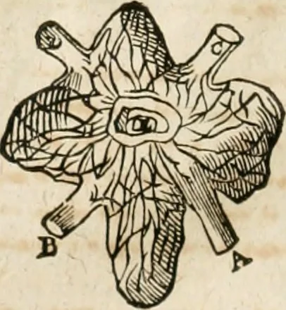 An illustration from Anatomiae amphitheatrvm effigie triplici, more et conditione varia, designatvm, 1623, leaf 175
