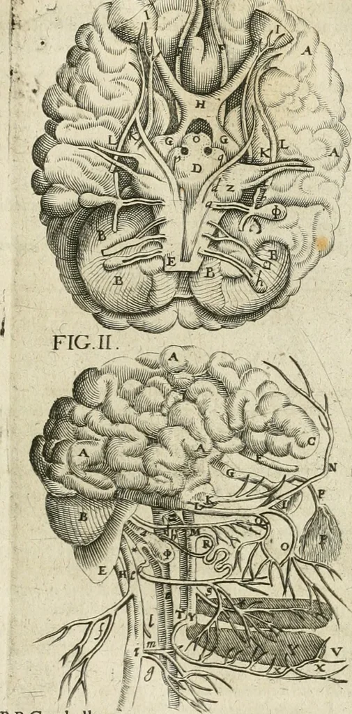 An illustration from Anatomiae amphitheatrvm effigie triplici, more et conditione varia, designatvm, 1623, leaf 180