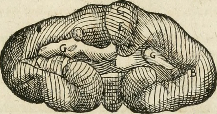 An illustration from Anatomiae amphitheatrvm effigie triplici, more et conditione varia, designatvm, 1623, leaf 182