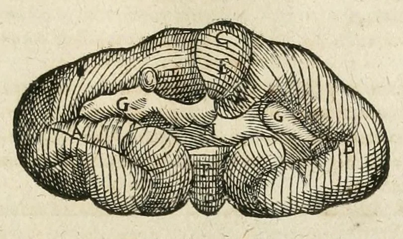 An illustration from Anatomiae amphitheatrvm effigie triplici, more et conditione varia, designatvm, 1623, leaf 183