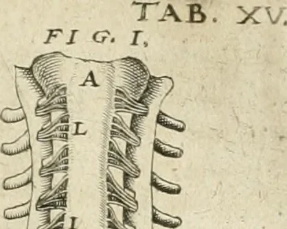 An illustration from Anatomiae amphitheatrvm effigie triplici, more et conditione varia, designatvm, 1623, leaf 184