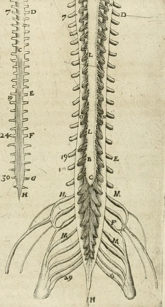 An illustration from Anatomiae amphitheatrvm effigie triplici, more et conditione varia, designatvm, 1623, leaf 184