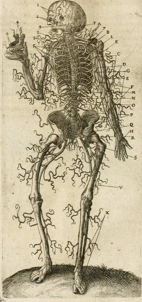 An illustration from Anatomiae amphitheatrvm effigie triplici, more et conditione varia, designatvm, 1623, leaf 191