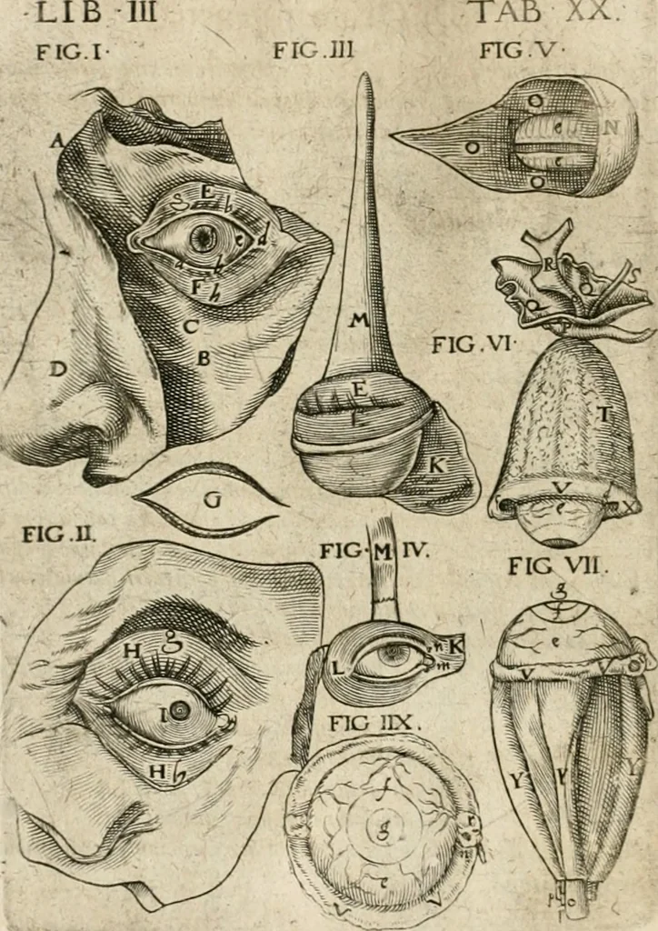 An illustration from Anatomiae amphitheatrvm effigie triplici, more et conditione varia, designatvm, 1623, leaf 193