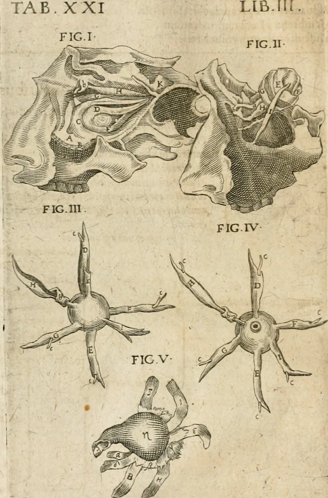 An illustration from Anatomiae amphitheatrvm effigie triplici, more et conditione varia, designatvm, 1623, leaf 195