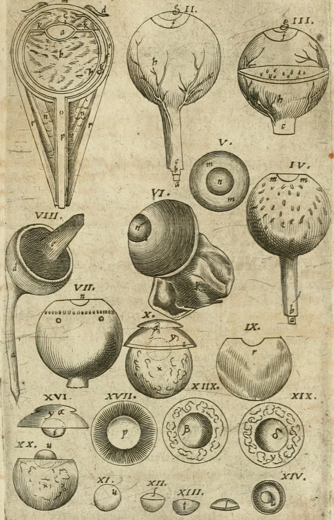 An illustration from Anatomiae amphitheatrvm effigie triplici, more et conditione varia, designatvm, 1623, leaf 202