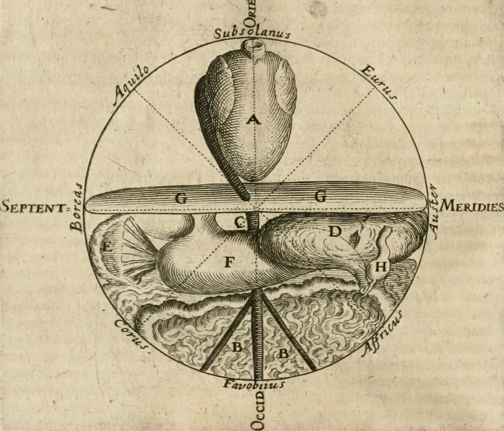 An illustration from Anatomiae amphitheatrvm effigie triplici, more et conditione varia, designatvm, 1623, leaf 221
