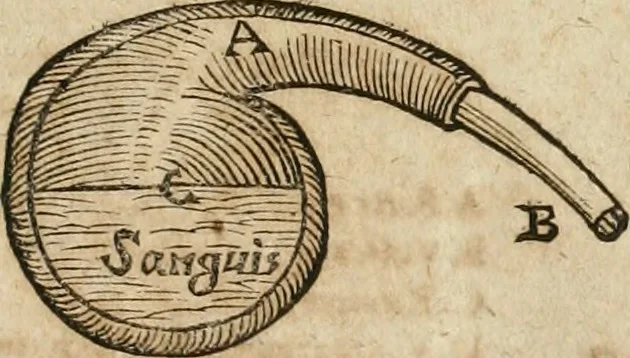 An illustration from Anatomiae amphitheatrvm effigie triplici, more et conditione varia, designatvm, 1623, leaf 234
