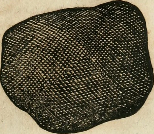 An illustration from Anatomiae amphitheatrvm effigie triplici, more et conditione varia, designatvm, 1623, leaf 46