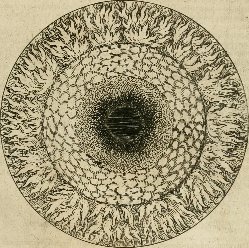 An illustration from Anatomiae amphitheatrvm effigie triplici, more et conditione varia, designatvm, 1623, leaf 48