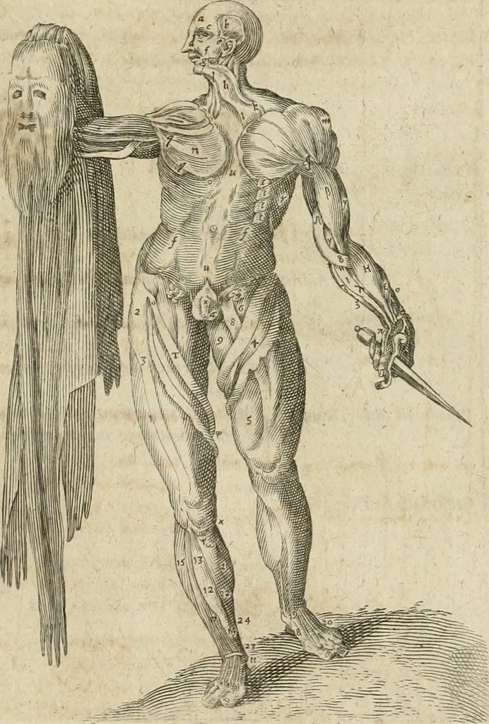 An illustration from Anatomiae amphitheatrvm effigie triplici, more et conditione varia, designatvm, 1623, leaf 70