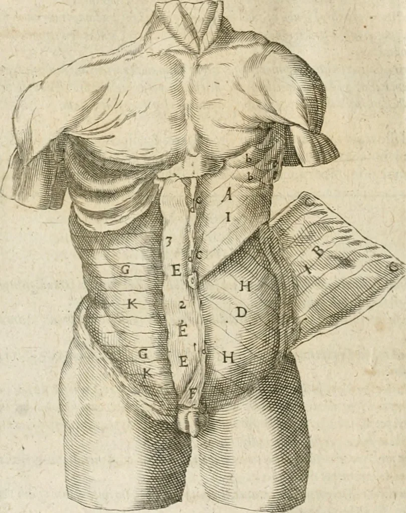 An illustration from Anatomiae amphitheatrvm effigie triplici, more et conditione varia, designatvm, 1623, leaf 75