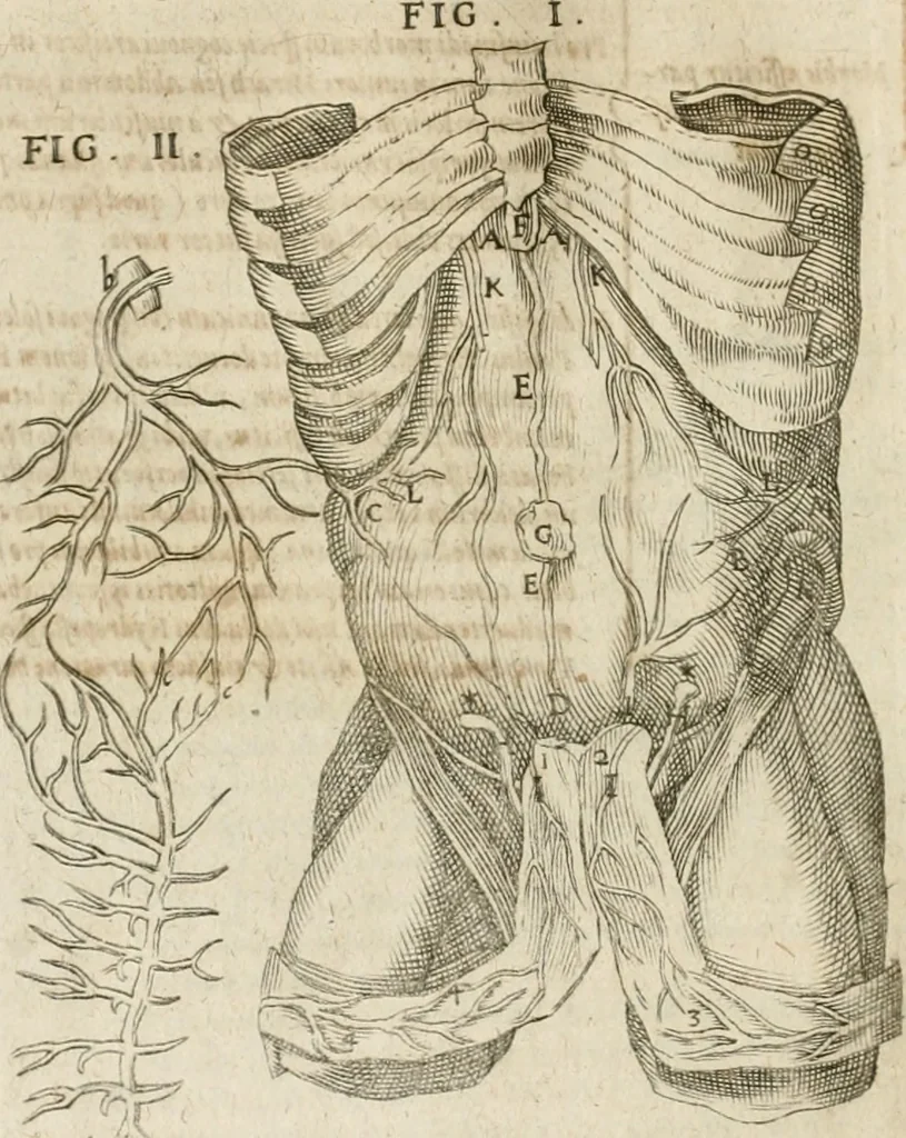 An illustration from Anatomiae amphitheatrvm effigie triplici, more et conditione varia, designatvm, 1623, leaf 79