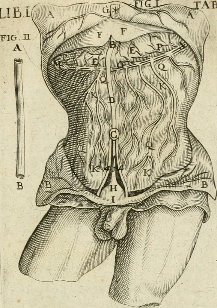 An illustration from Anatomiae amphitheatrvm effigie triplici, more et conditione varia, designatvm, 1623, leaf 82