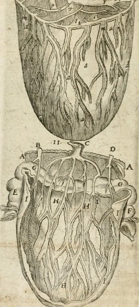 An illustration from Anatomiae amphitheatrvm effigie triplici, more et conditione varia, designatvm, 1623, leaf 83