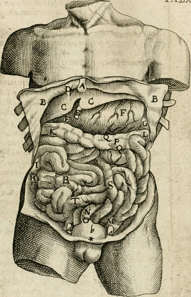 An illustration from Anatomiae amphitheatrvm effigie triplici, more et conditione varia, designatvm, 1623, leaf 85