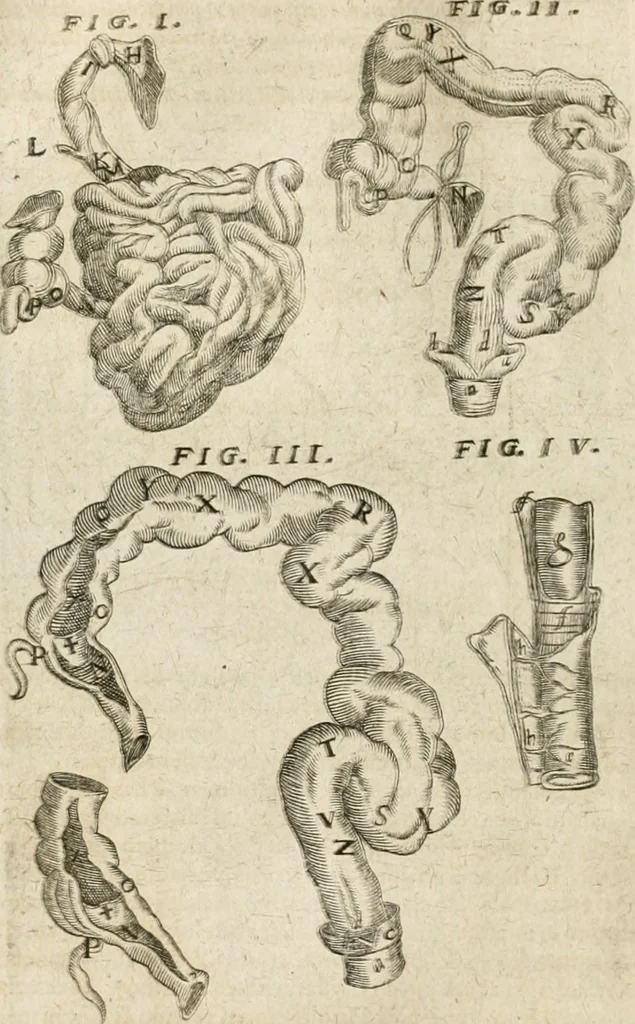 An illustration from Anatomiae amphitheatrvm effigie triplici, more et conditione varia, designatvm, 1623, leaf 89